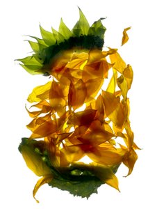 Chiquita Zonnebloem