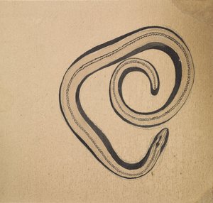 Hazelworm