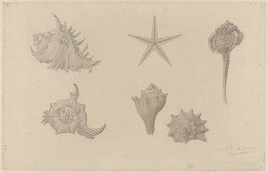 Studieblad met schelpen door Julie de Graag