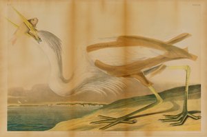 Grote witte reiger