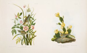Seaside Finch/Grass Finch, of Bay-Winged Bunting, naar J.J. Audubon