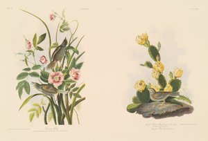 Strandvink; en Grafs vink of Bay-Winged Bunting door Julius Bien after John James Audubon