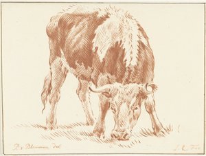 Grazende os door Jurriaan Cootwijck