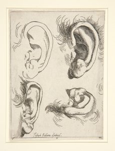 Studies van vier oren