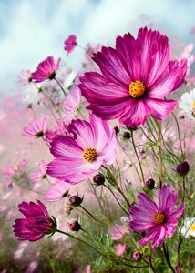Levendig roze cosmos door Justyna Jaszke
