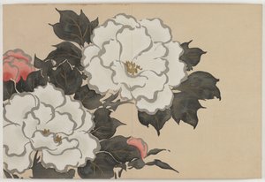 Bloemen van honderd werelden (Momoyogusa): Pioenen (Fukamigusa) door Kamisaka Sekka