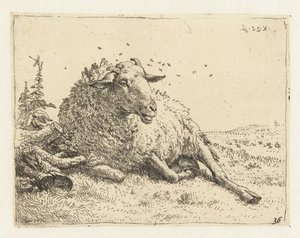 Schaap bij een boomstam