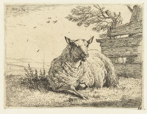 Schaap bij een hek