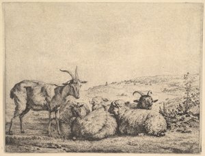 Twee Geiten en Drie Schapen door Karel Du Jardin