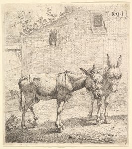 Twee ezels staand in een grasveld, één in profiel naar rechts en een andere erachter
