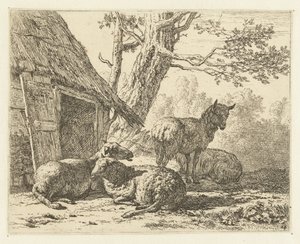 Vier schapen