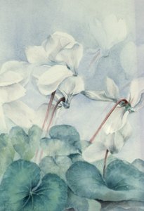 Cyclamen, Triumph Wit