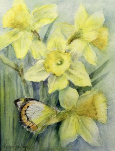 Delias Mysis (Union Jack) vlinder op narcissen