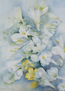 Freesia Eldus, Giant White