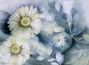 Gerbera Jameson II