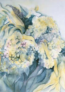 Hortensia Particulata