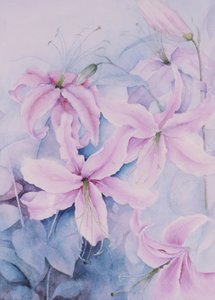 Lelies, roze Auratum