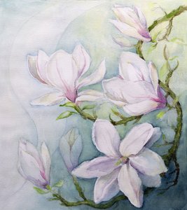 Magnolia