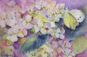 Bleekgele wolkvlinder, Colias Hyale op hortensia door Karen Armitage
