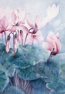 Roze Cyclamen Pseudibericum door Karen Armitage