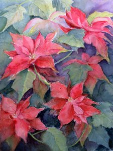 Poinsettia