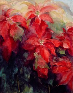 Rode poinsettia