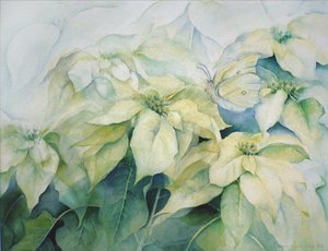 Witte Poinsettia (horizontaal)