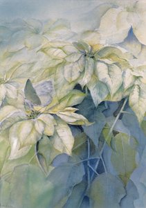 Witte poinsettia (verticaal)