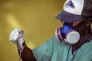 Labtechnicus houdt een Lassa-rat vast en draagt een gezichtsmasker om Lassa-koorts te voorkomen.