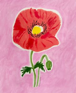 Rode papaver in bloei