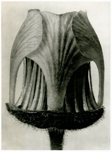 Geum Rivale. 1929 door Karl Blossfeldt