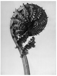 Oervormen van kunst (Urformen der Kunst) door Karl Blossfeldt