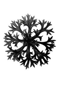 Oervormen van kunst (Urformen der Kunst) door Karl Blossfeldt