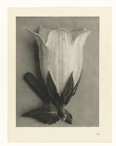 Plantstudies (Urformen der Kunst: photographische Pflanzenbilder)