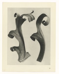 Plantstudies (Urformen der Kunst: photographische Pflanzenbilder) door Karl Blossfeldt