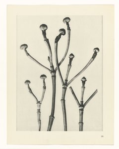 Plantstudies (Urformen der Kunst: photographische Pflanzenbilder)