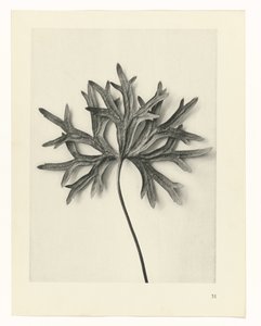 Plantstudies (Urformen der Kunst: photographische Pflanzenbilder) door Karl Blossfeldt
