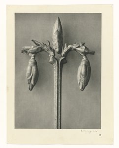 Plantstudies Urformen der Kunst: fotografische plantenbeelden (serietitel)