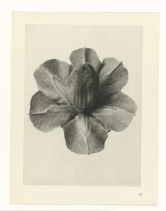 Plantstudies Urformen der Kunst: fotografische plantenbeelden (serietitel) door Karl Blossfeldt