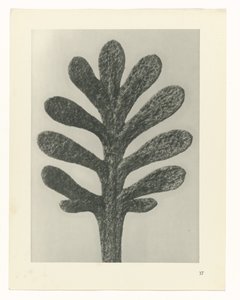 Plantstudies Urformen der Kunst: fotografische plantenbeelden (serietitel)