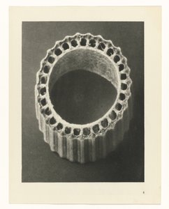 Plantstudies Urformen der Kunst: photographische Pflanzenbilder (serietitel) door Karl Blossfeldt