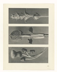 Plantstudie (Urformen der Kunst) door Karl Blossfeldt
