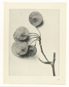 Plantstudie (Urformen der Kunst) door Karl Blossfeldt