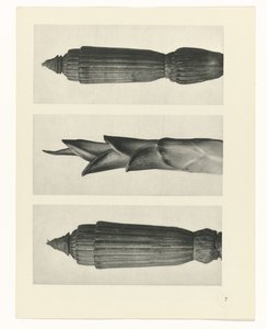 Plantstudie (Urformen der Kunst) door Karl Blossfeldt