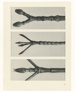 Plantstudie (Urformen der Kunst)