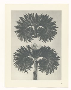 Plantstudie (Urformen der Kunst) door Karl Blossfeldt