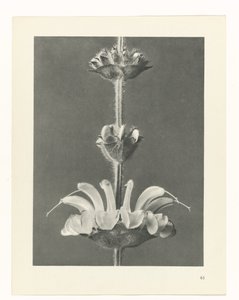 Plantstudie (Urformen der Kunst)