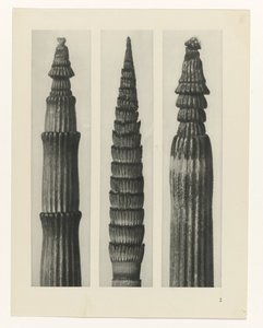 Plantstudie (Urformen der Kunst) door Karl Blossfeldt