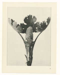 Plantstudie (Urformen der Kunst)
