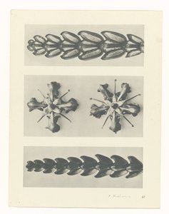 Plantstudie (Urformen der Kunst) door Karl Blossfeldt